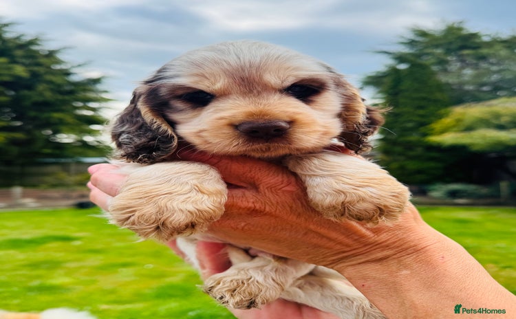 Cocker Spaniel dogs - Advert 1