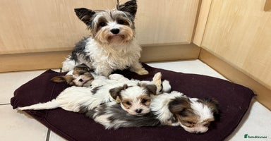 Yorkshire Terrier dogs - Advert 1