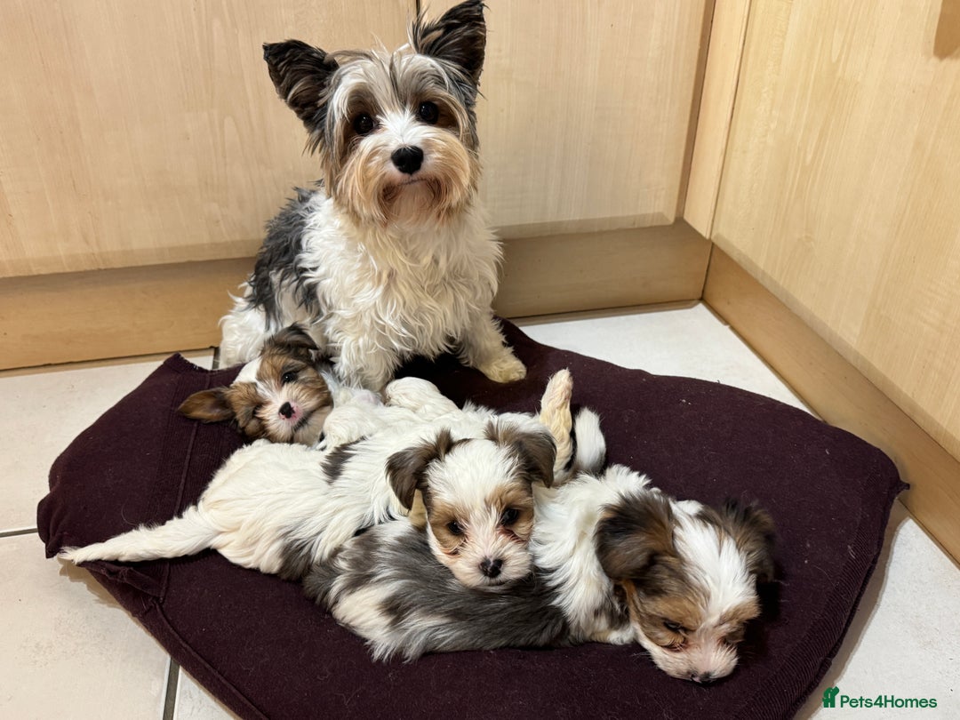 Yorkshire Terrier dogs for sale: Blue Merle Yorkshire terrier Girls (parent tested) - Image 3