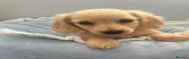 Miniature Dachshund 2