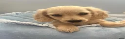 Miniature Dachshund dogs for sale: Beautiful English cream miniature Dachshund - Advert 7