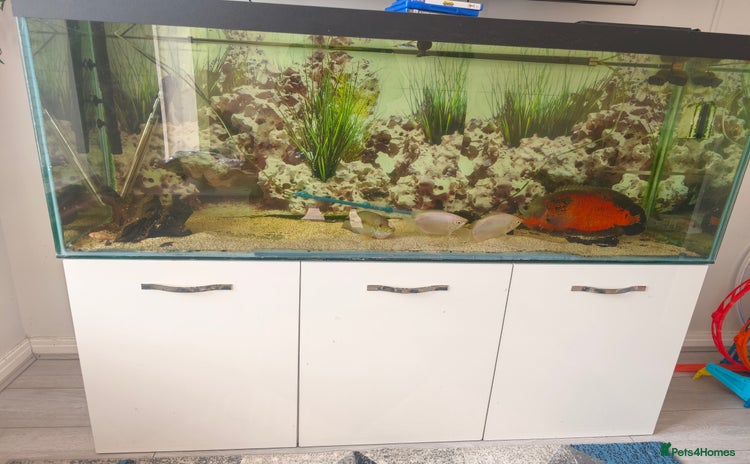 Cichlids fish - Advert 1