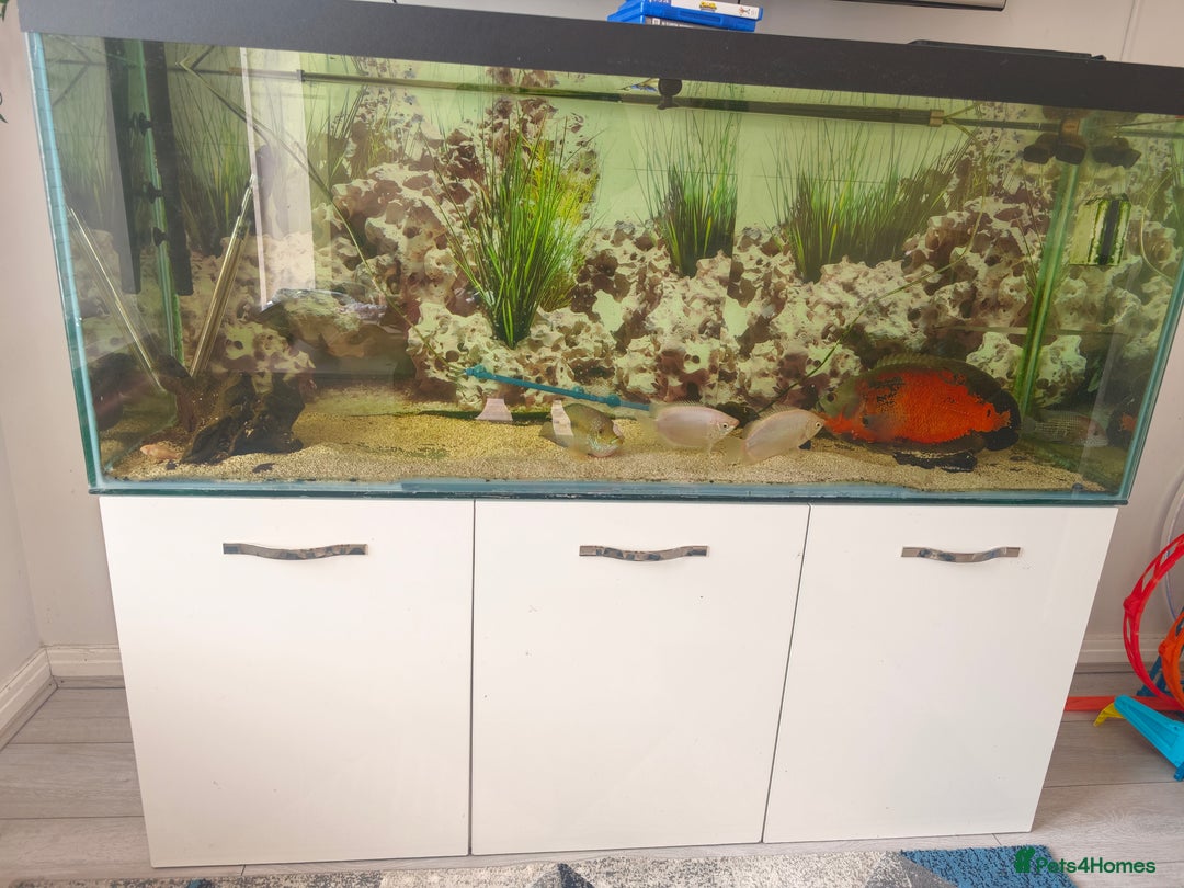 Cichlids fish for sale: Complete Fishtank setup 5ftx2ft total height 4ft - Image 1