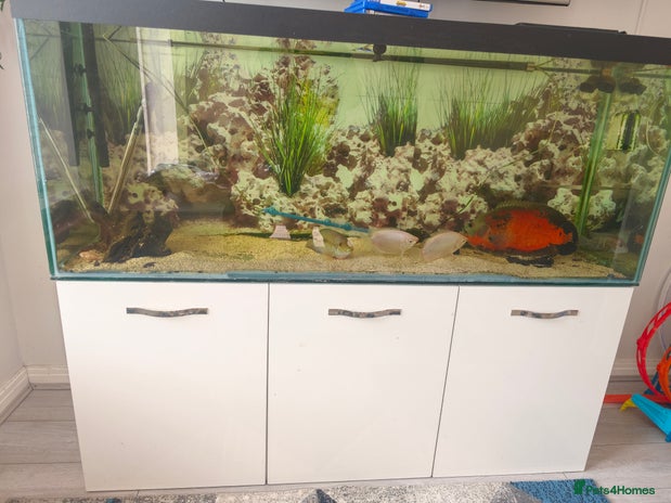 Cichlids fish - Advert 9
