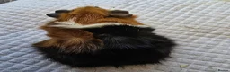 Guinea Pig rodents for sale: Abyssinian & Teddy Guinea Pigs - Advert 11