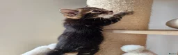 Bengal cats for sale: Beautiful Bengal Kittens ✨️ - Advert 3