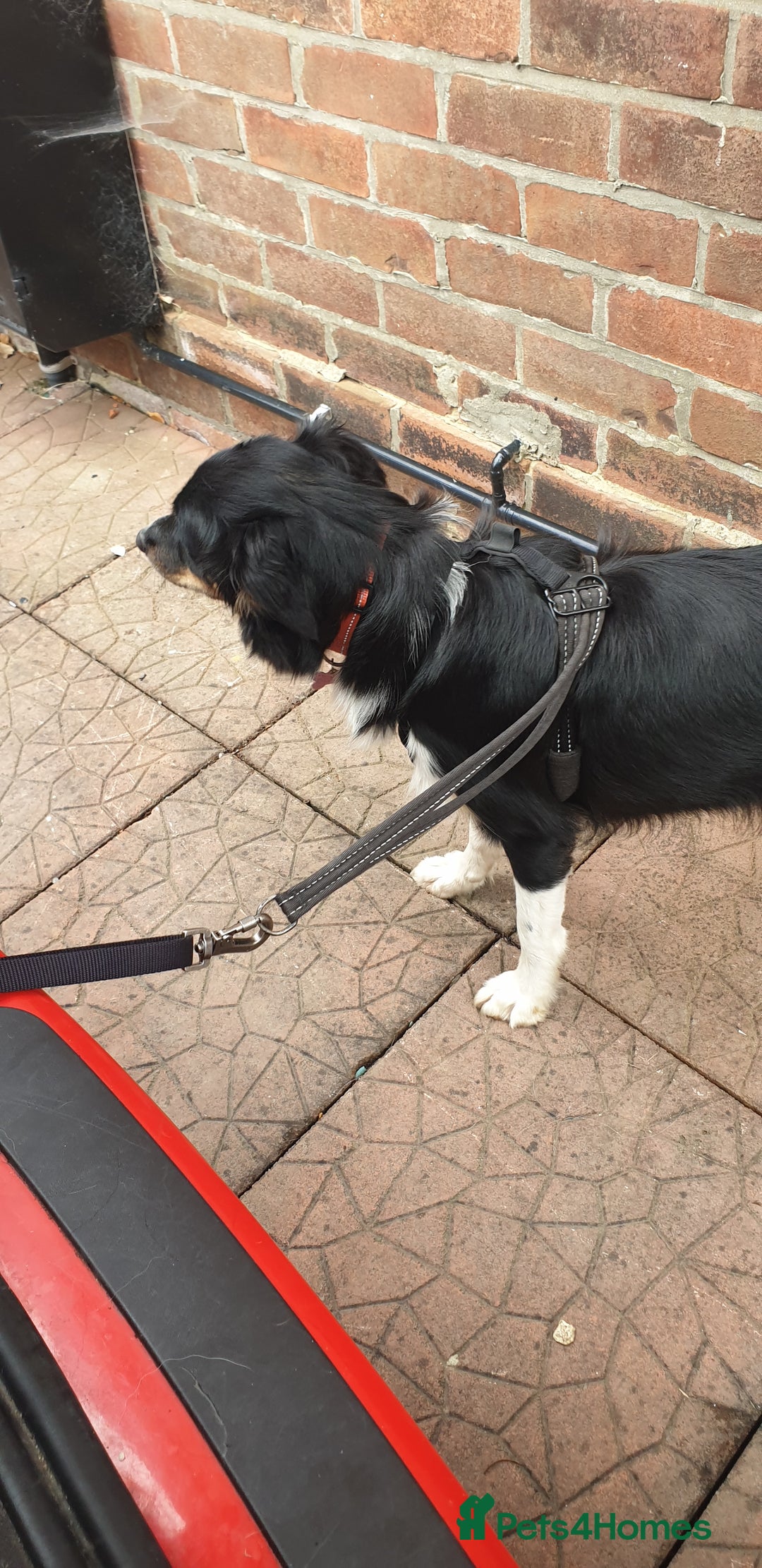 Border Collie dogs for sale: Male and female looking for loving home - Advert 11