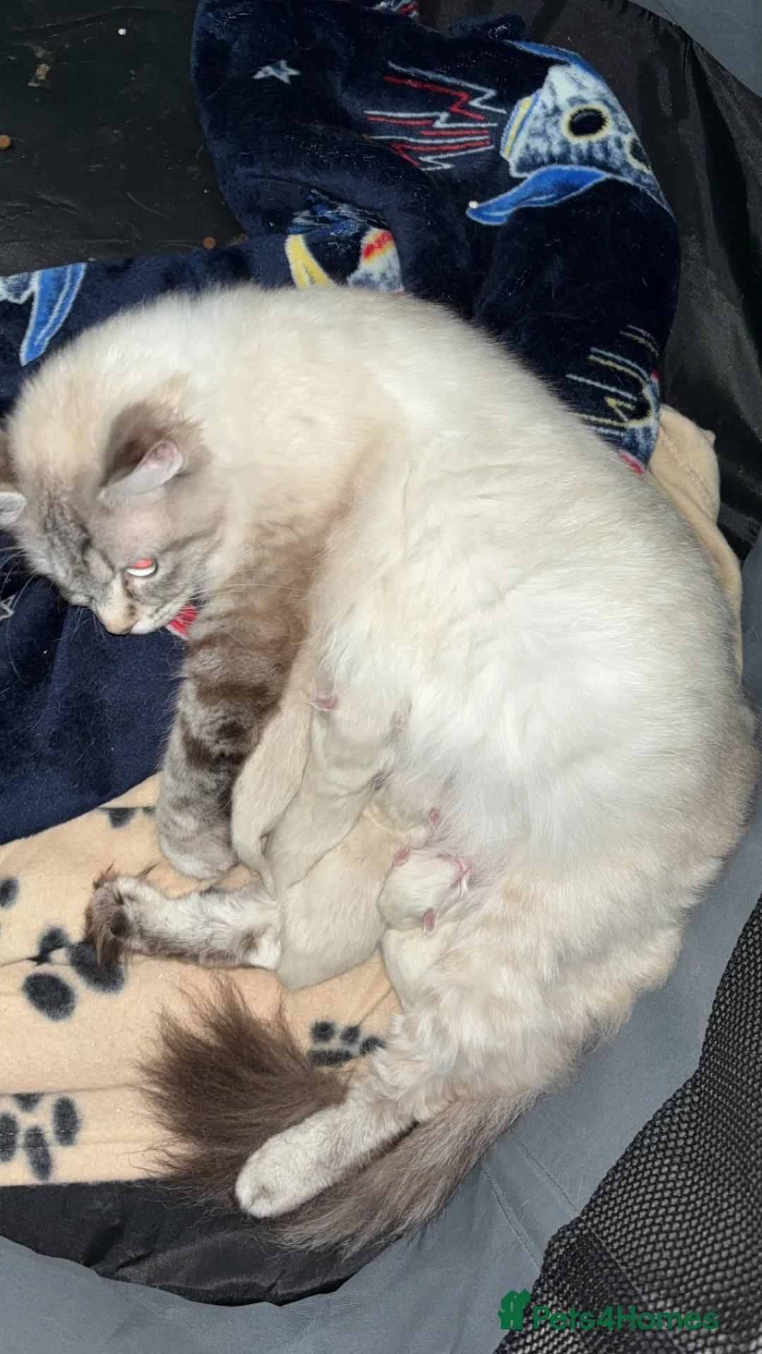 Ragdoll cats for sale: Ragdoll/Bicolor Ragdoll kittens for sale - Advert 2