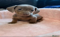 Miniature Dachshund dogs for sale: Miniature dachshund  - Image 5