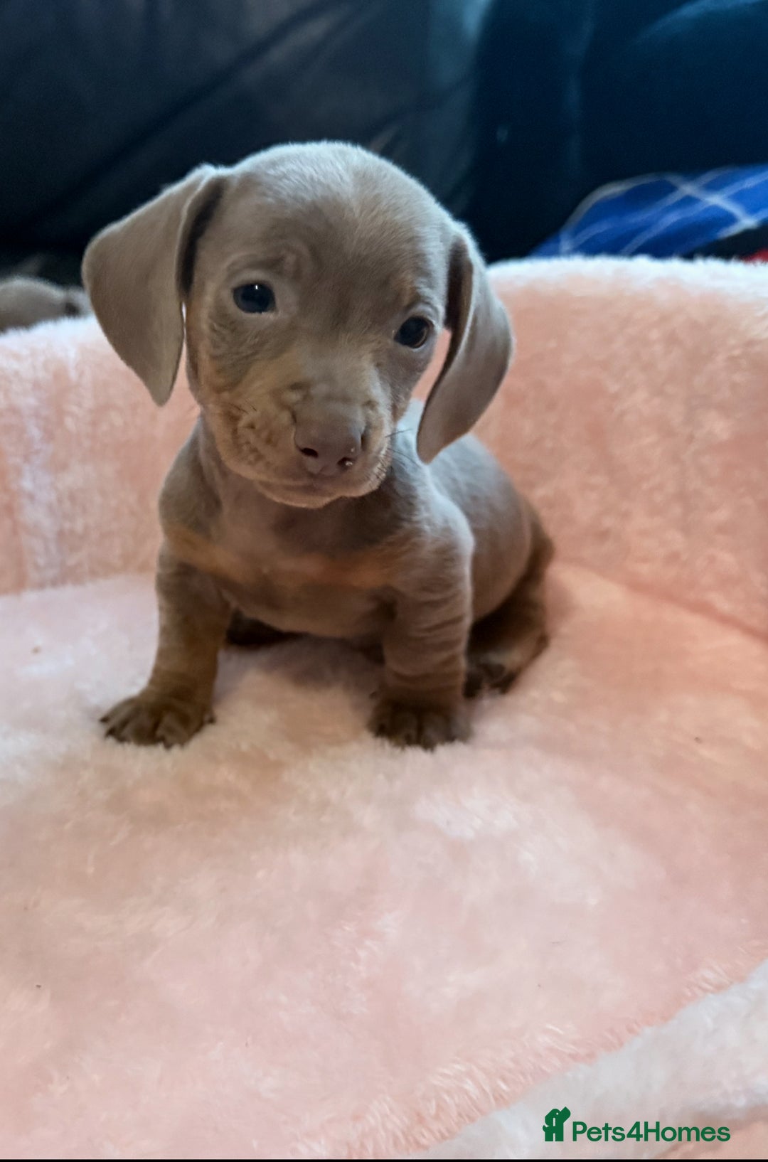 Miniature Dachshund dogs for sale: Miniature dachshund  - Image 5