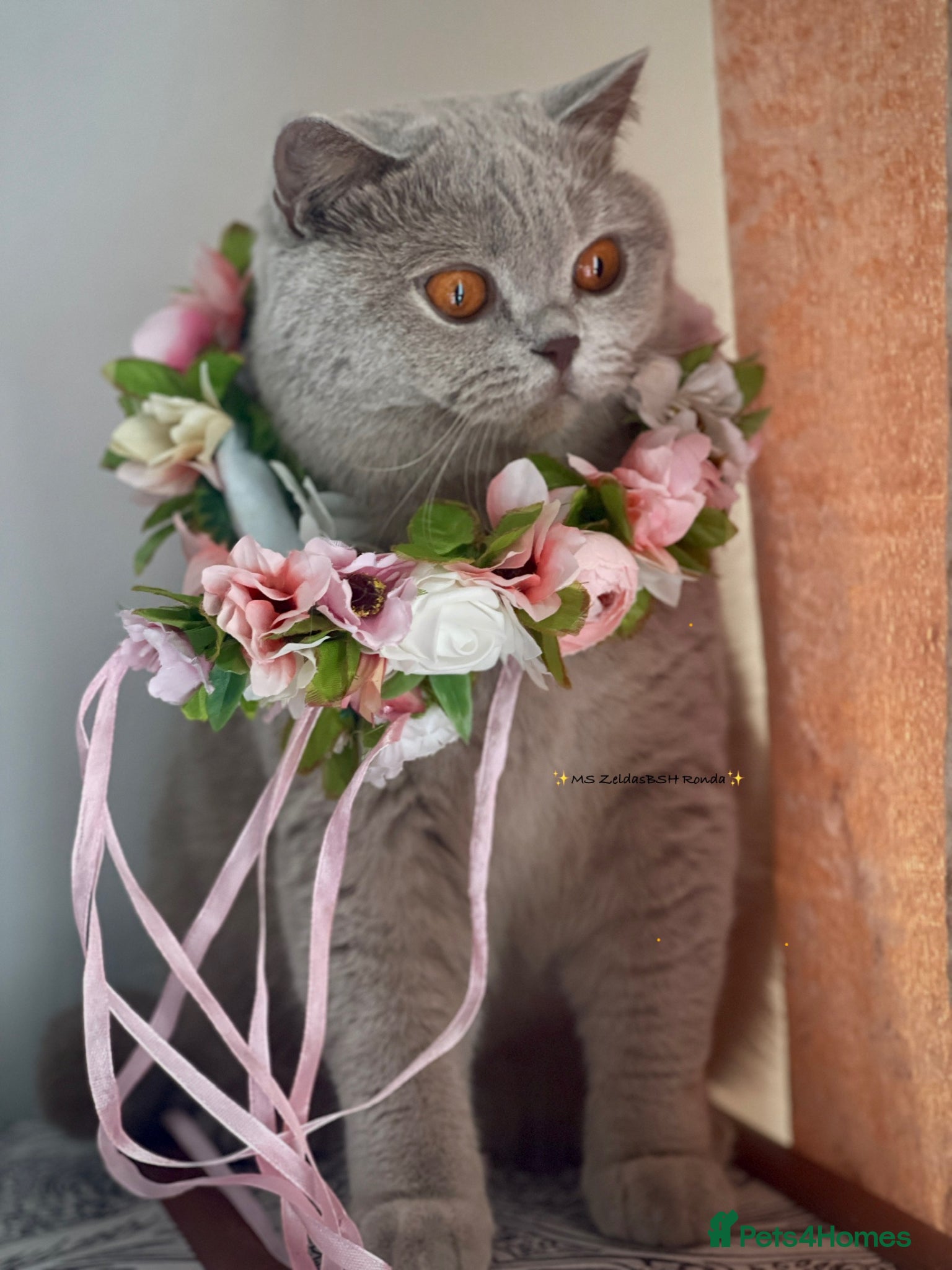 British Shorthair cats 💕Beautiful BSH lilac girl💕 - Advert 17