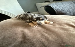 Mixed Breed dogs for sale: Doxiepoo  - Advert 2