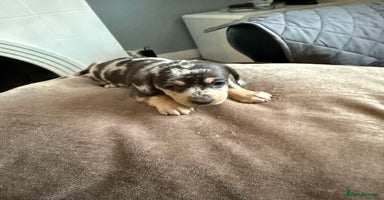 Mixed Breed dogs Doxiepoo  - Advert 1