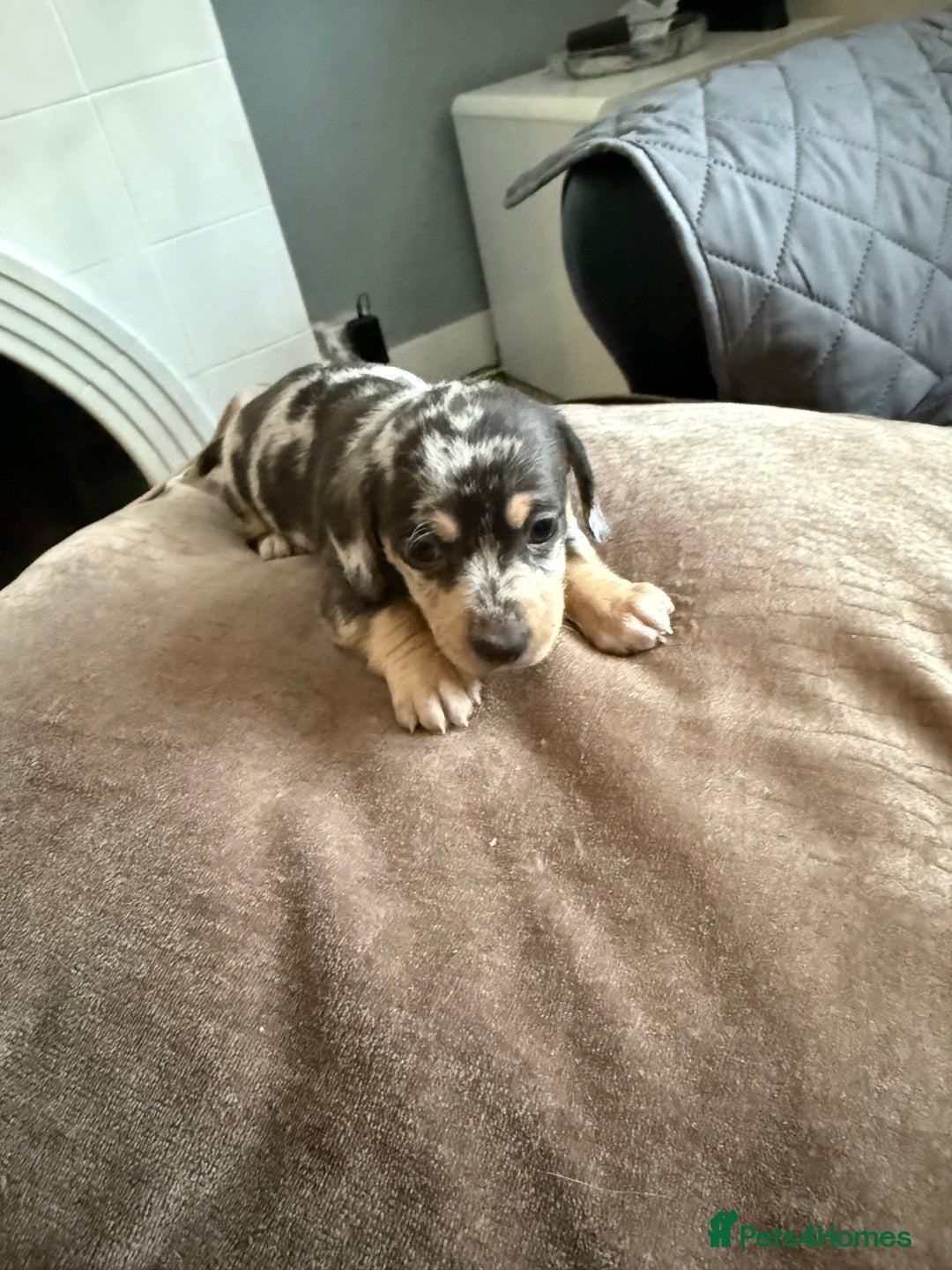 Mixed Breed dogs for sale: Doxiepoo  - Advert 2