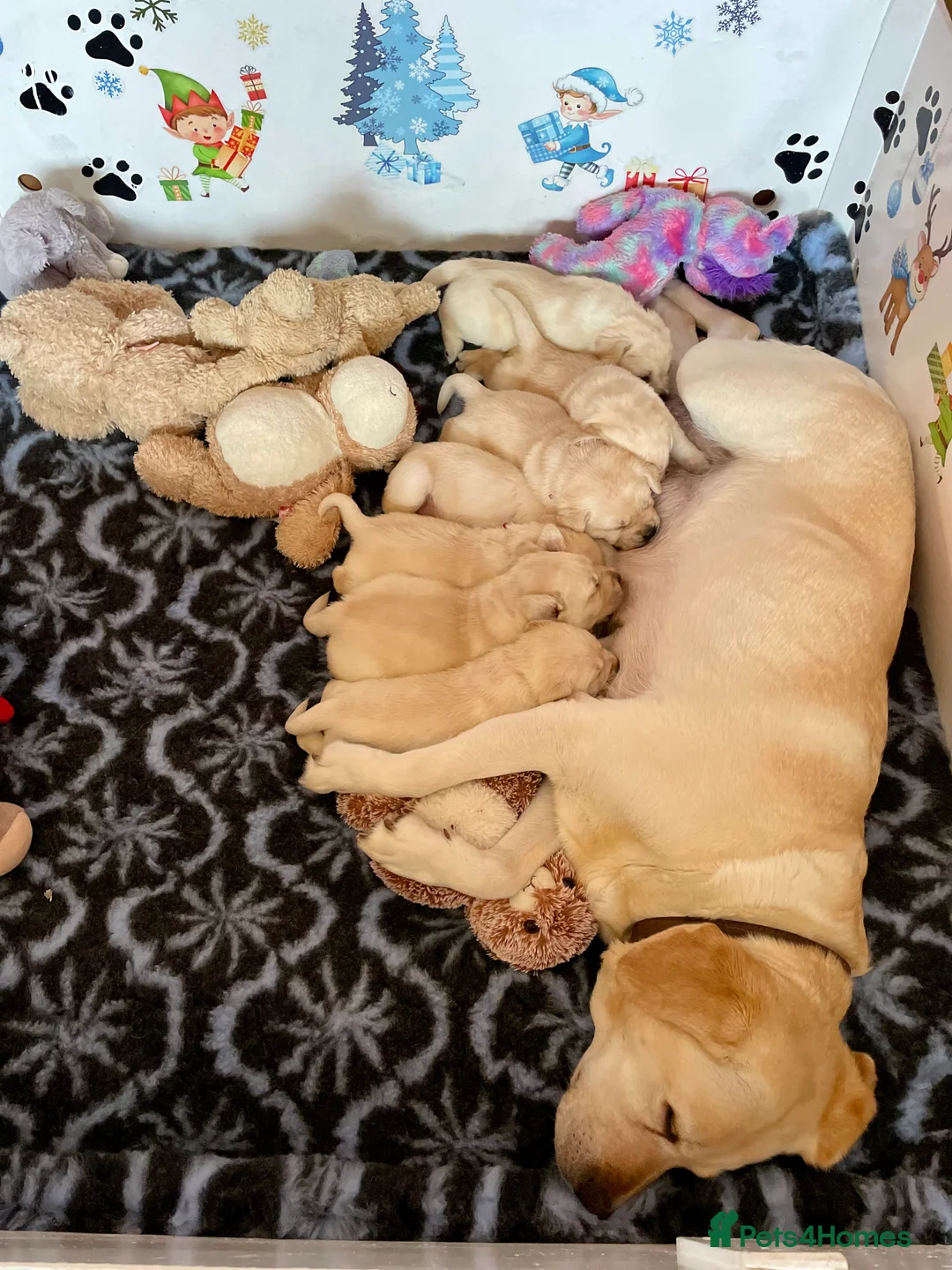 Labrador Retriever dogs for sale: Fabulous KC Champion Lines Labrador Puppies - Advert 13