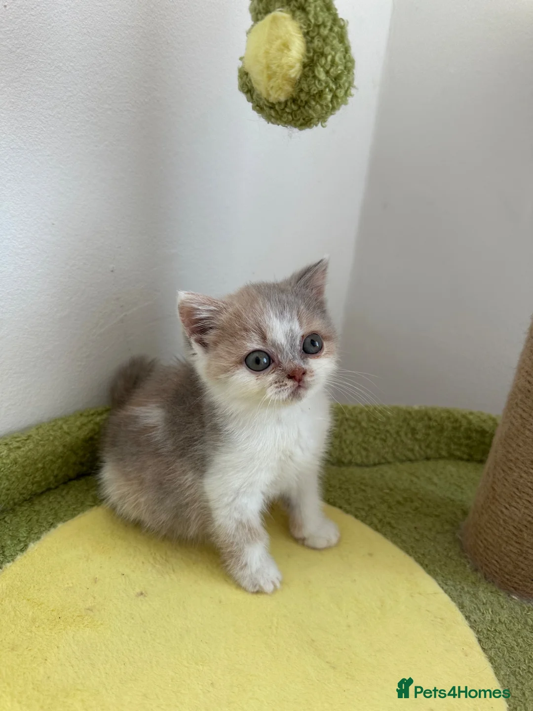 British Shorthair cats for sale: 🐻 Registered British Shorthair Kittens 🐻 - Advert 1