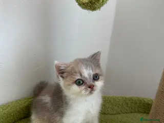 British Shorthair cats 🐻 Registered British Shorthair Kittens 🐻 - Advert 18
