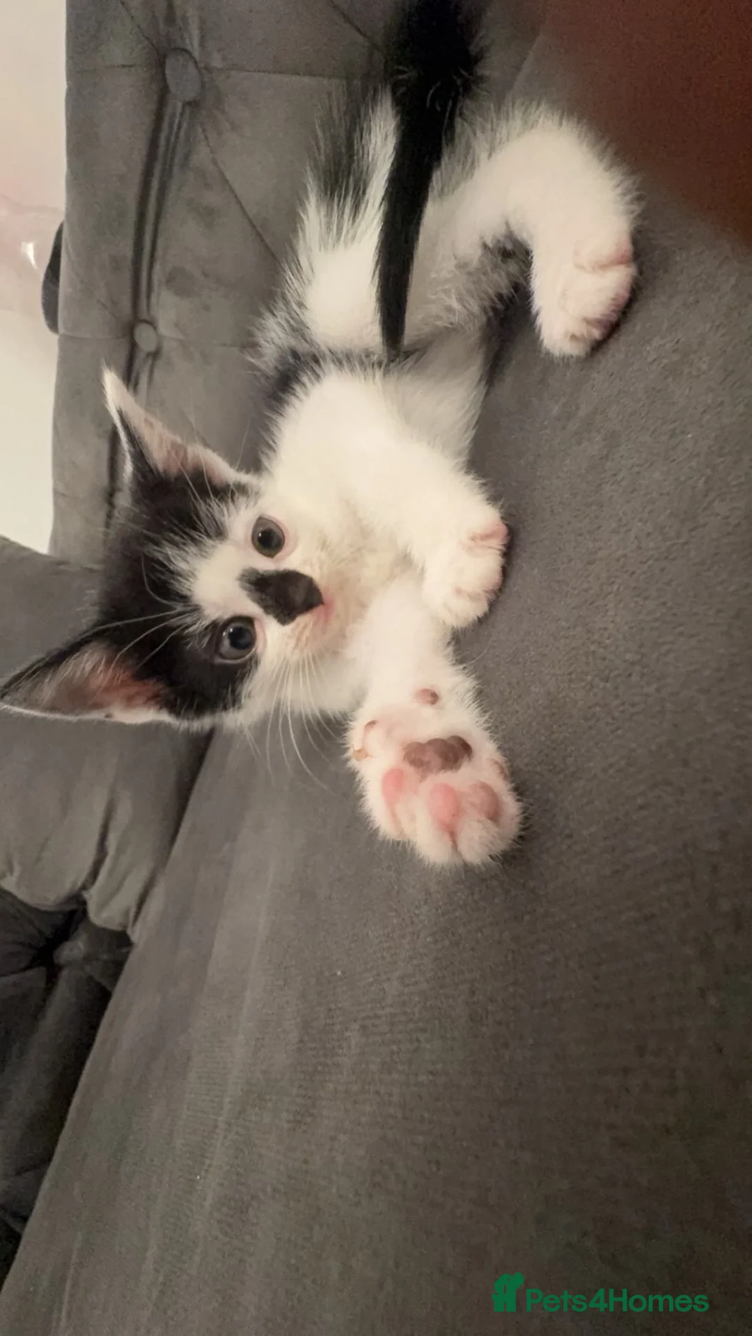 American Shorthair cats for sale: 🐾 6 BEAUTIFUL AMERICAN SHORTHAIR KITTENS 🐾 - Advert 2