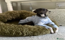 Italian Greyhound dogs for stud: Italian Greyhound (miniature) STUD PROVEN - Image 1