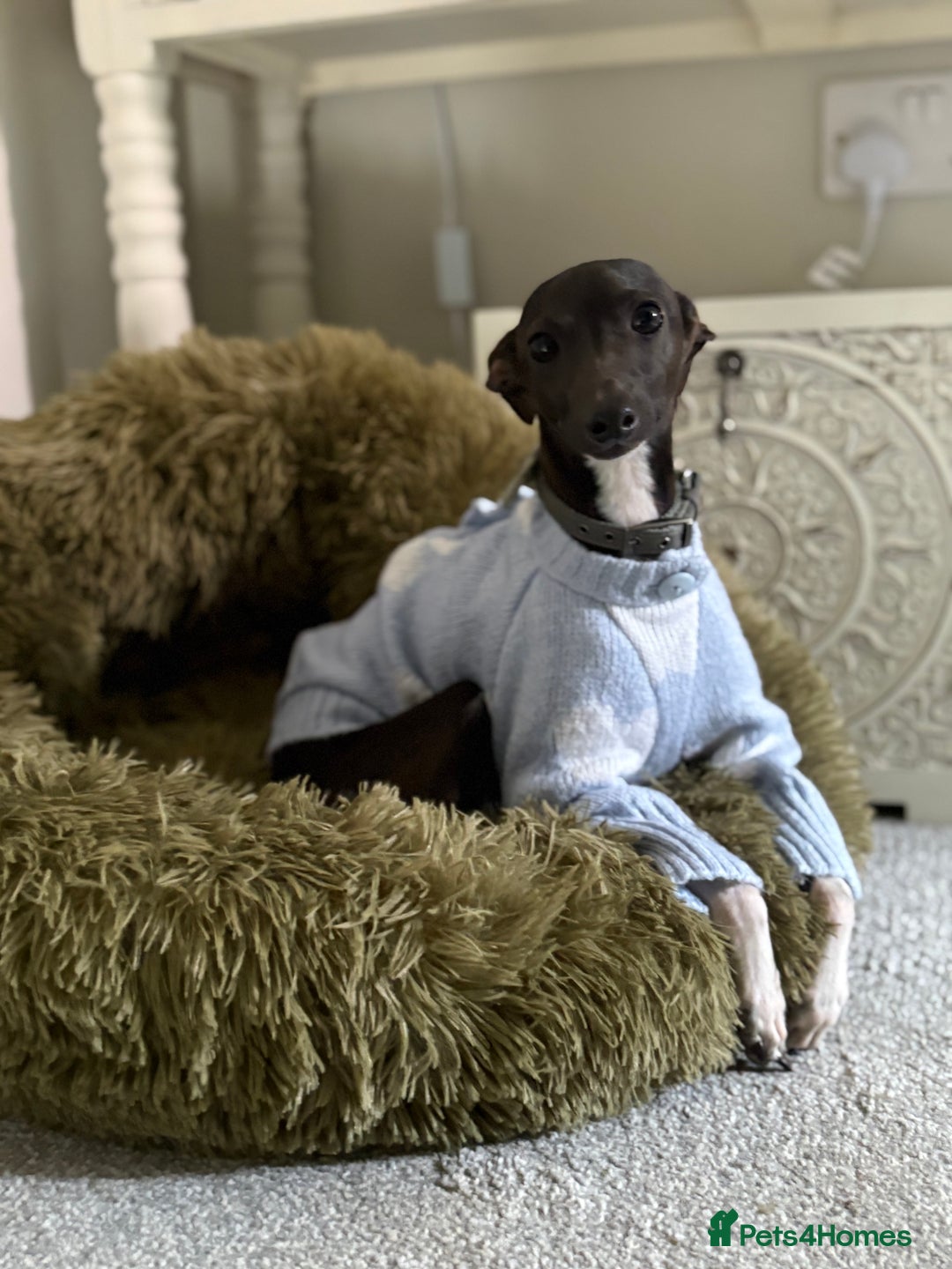 Italian Greyhound dogs for stud: Italian Greyhound (miniature) STUD PROVEN - Image 1