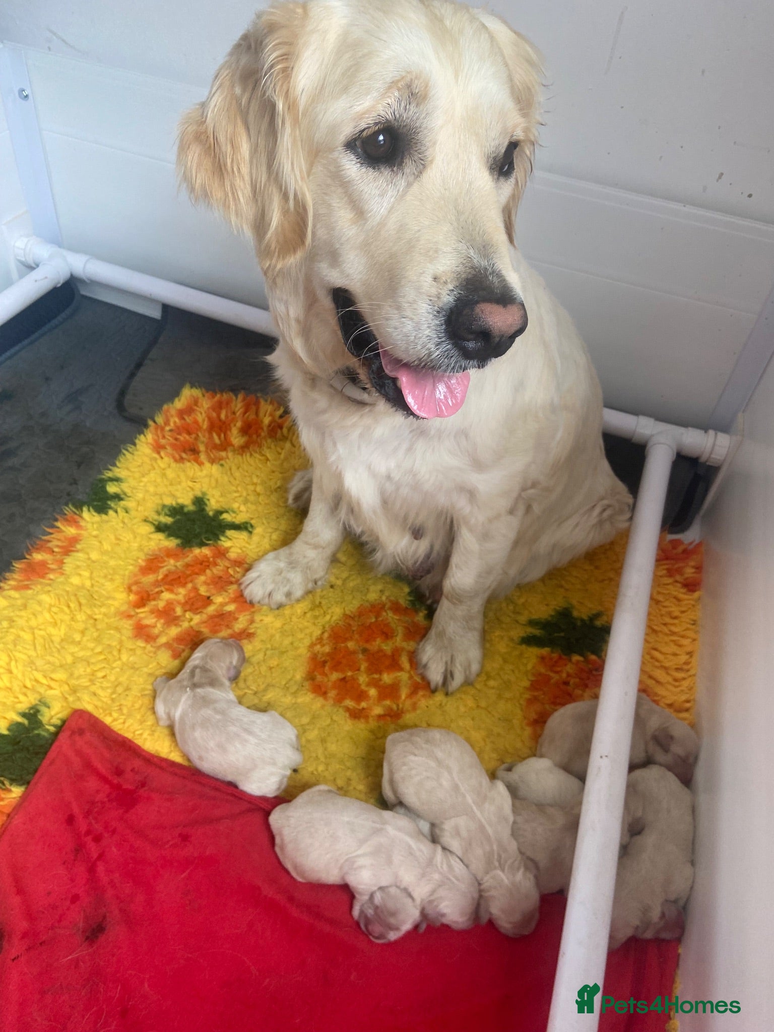 Golden Retriever dogs Available from Setember Golden Retrievers  - Advert 1