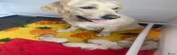 Golden Retriever dogs for sale: Available from Setember Golden Retrievers  - Advert 1