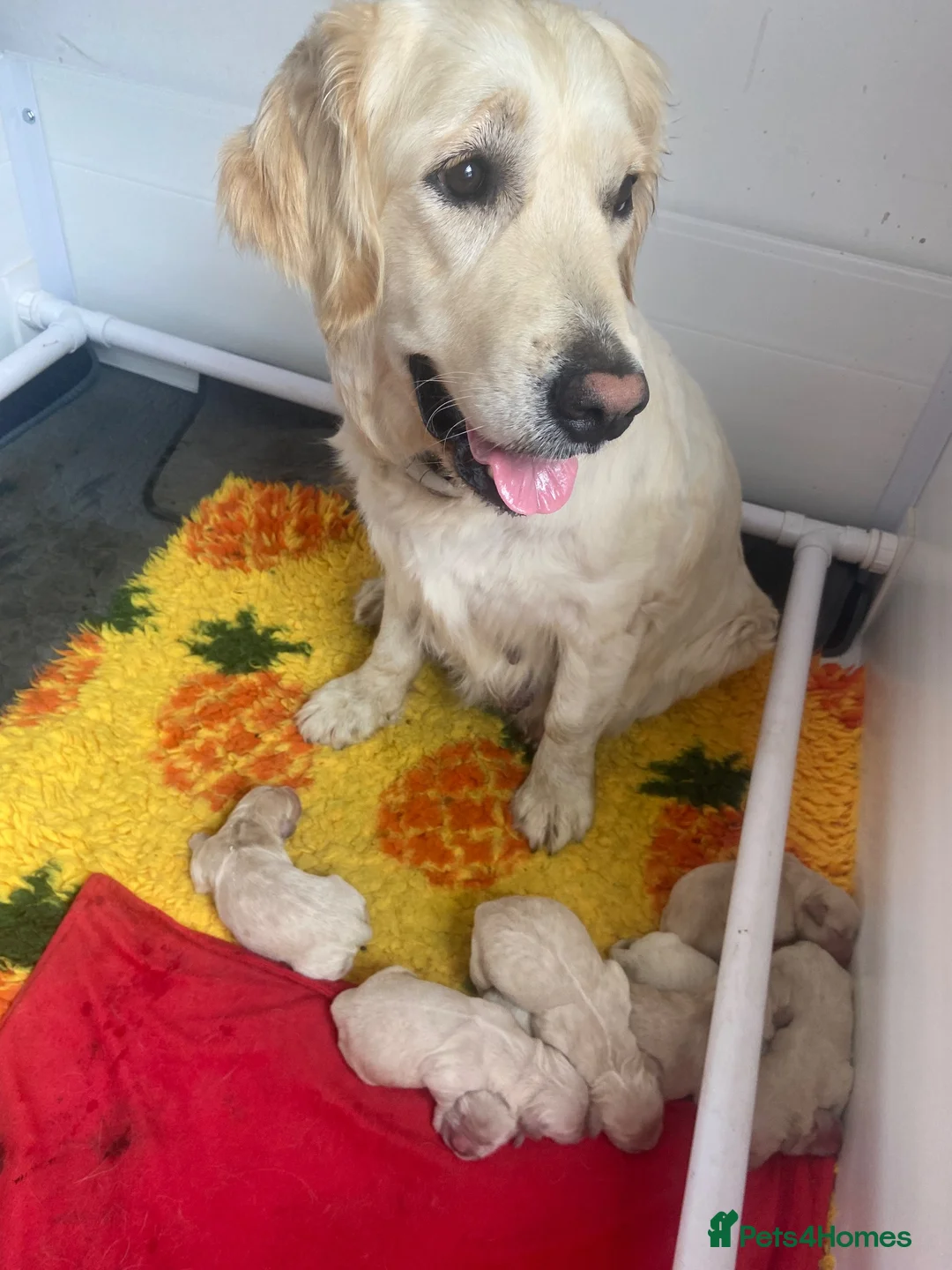 Golden Retriever dogs for sale: Available from Setember Golden Retrievers  - Advert 1