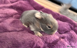 Mini Lion Lop rabbits for sale: Mini lion lops  - Image 18