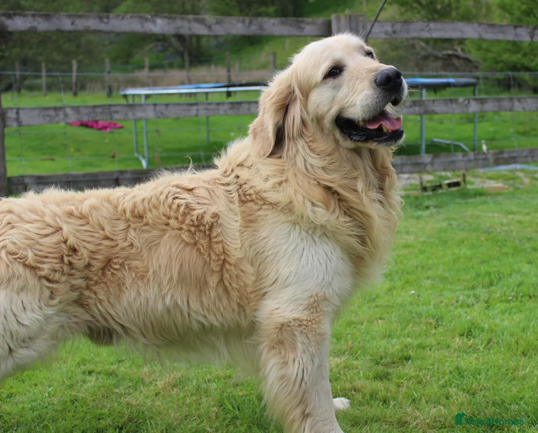 Golden Retriever dogs for stud: Show type KC Golden Retriever Stud Dog  - Advert 2
