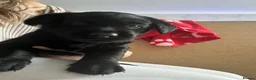 Labrador Retriever dogs for sale: Labrador puppy’s available from 24/09. - Advert 13