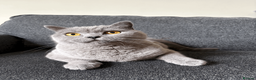British Shorthair cats for sale: Beautiful Blue Male British shorthair  in Stockport - Advert 2