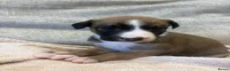Mixed Breed dogs for sale: Whippet x lurcher pups - Advert 24