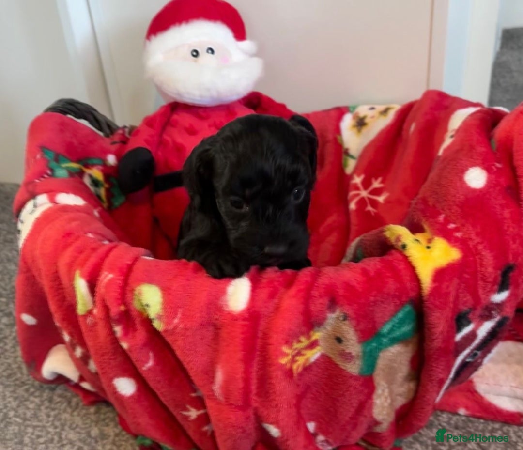 Cockapoo dogs for sale: 3 remaining Adorable cockapoo puppies  - Advert 27