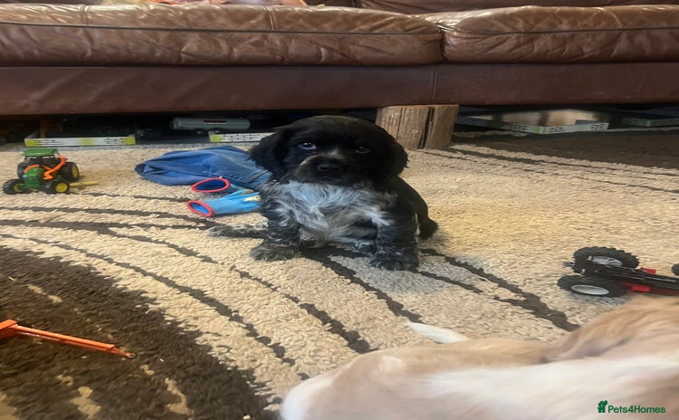 Cocker Spaniel dogs - Advert 1