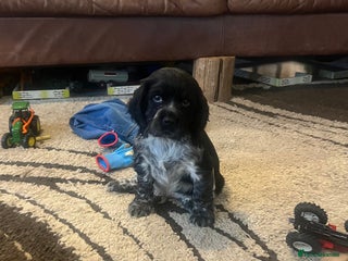 Cocker Spaniel dogs - Advert 7