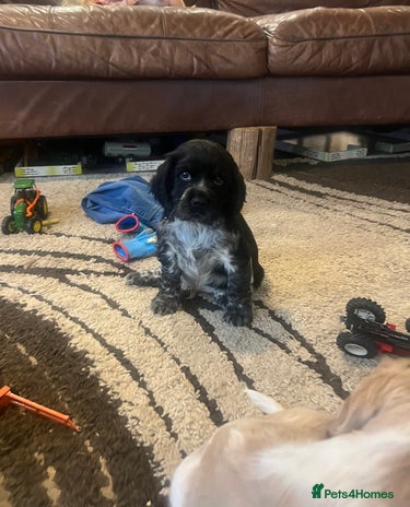 Cocker Spaniel dogs - Advert 5