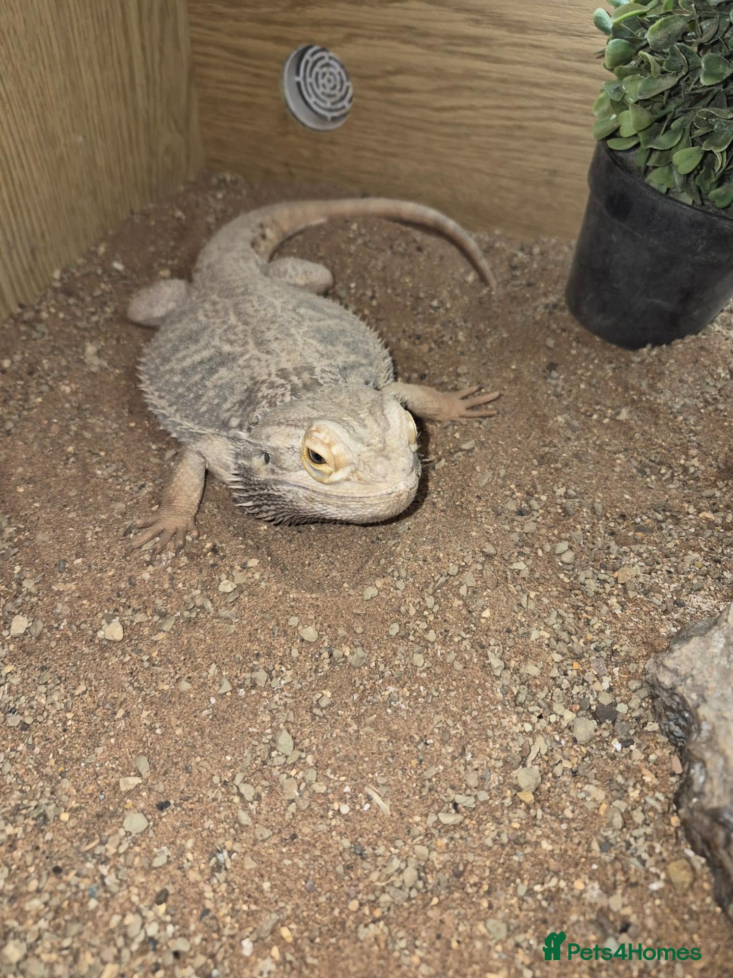 Bearded Dragon reptiles Male beared dragon plus viv  - Advert 5
