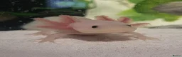 Axolotl reptiles for sale: Axolotls & Full Setup - Advert 3