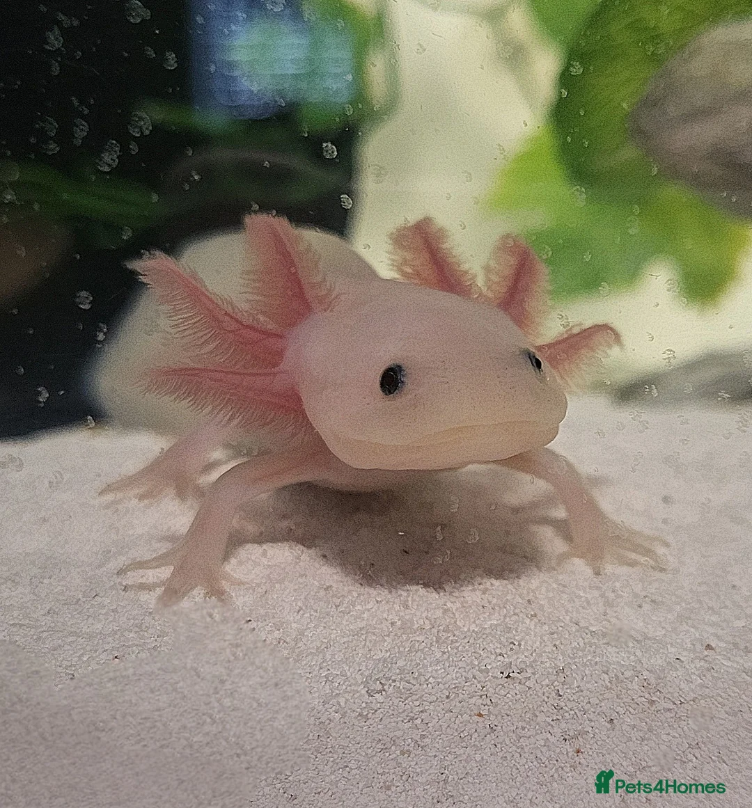 Axolotl reptiles for sale: Axolotls & Full Setup - Advert 3