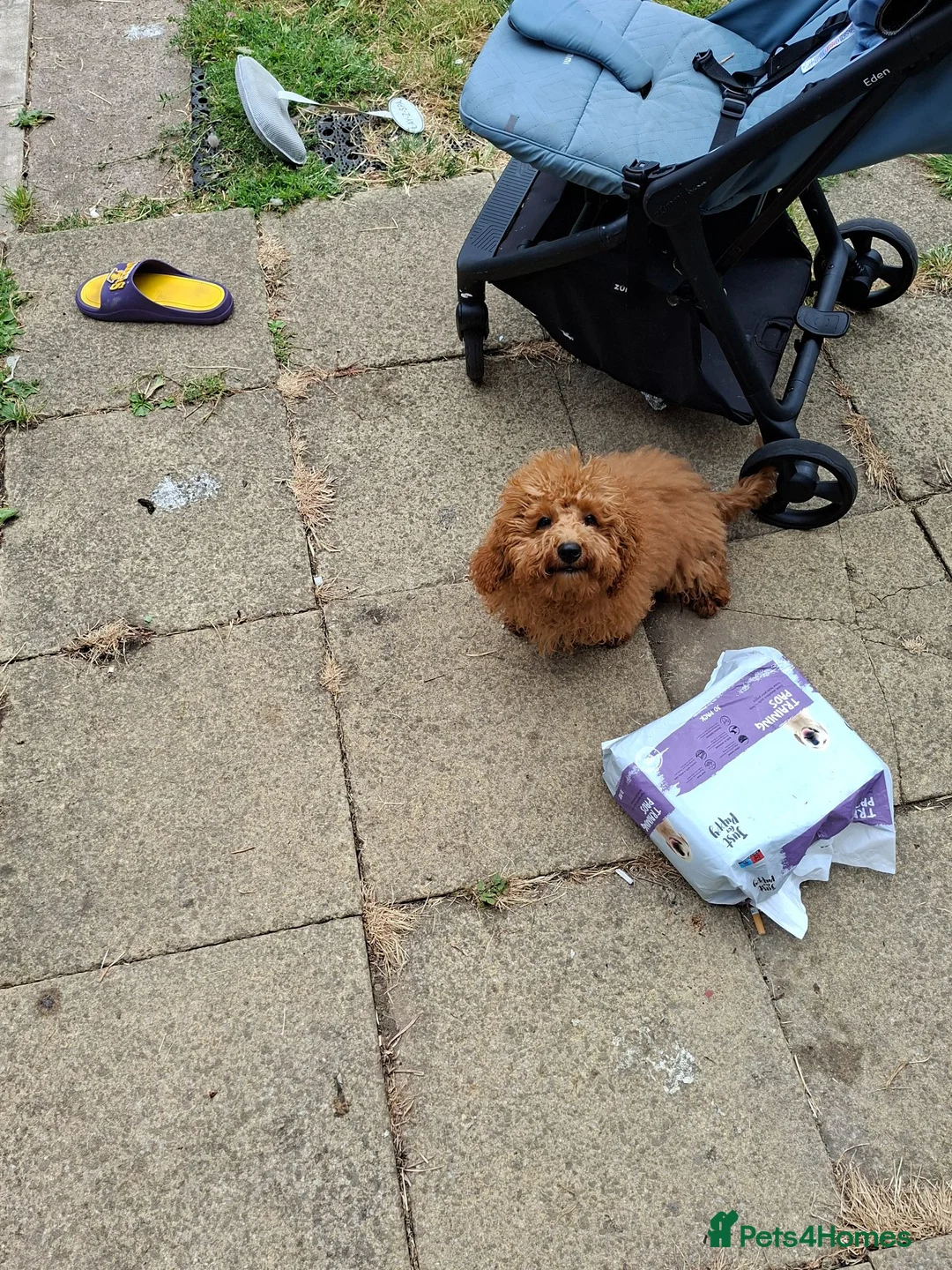 Toy Poodle dogs for sale: Beautifull red toy poodle for sale  in Derby - Advert 6