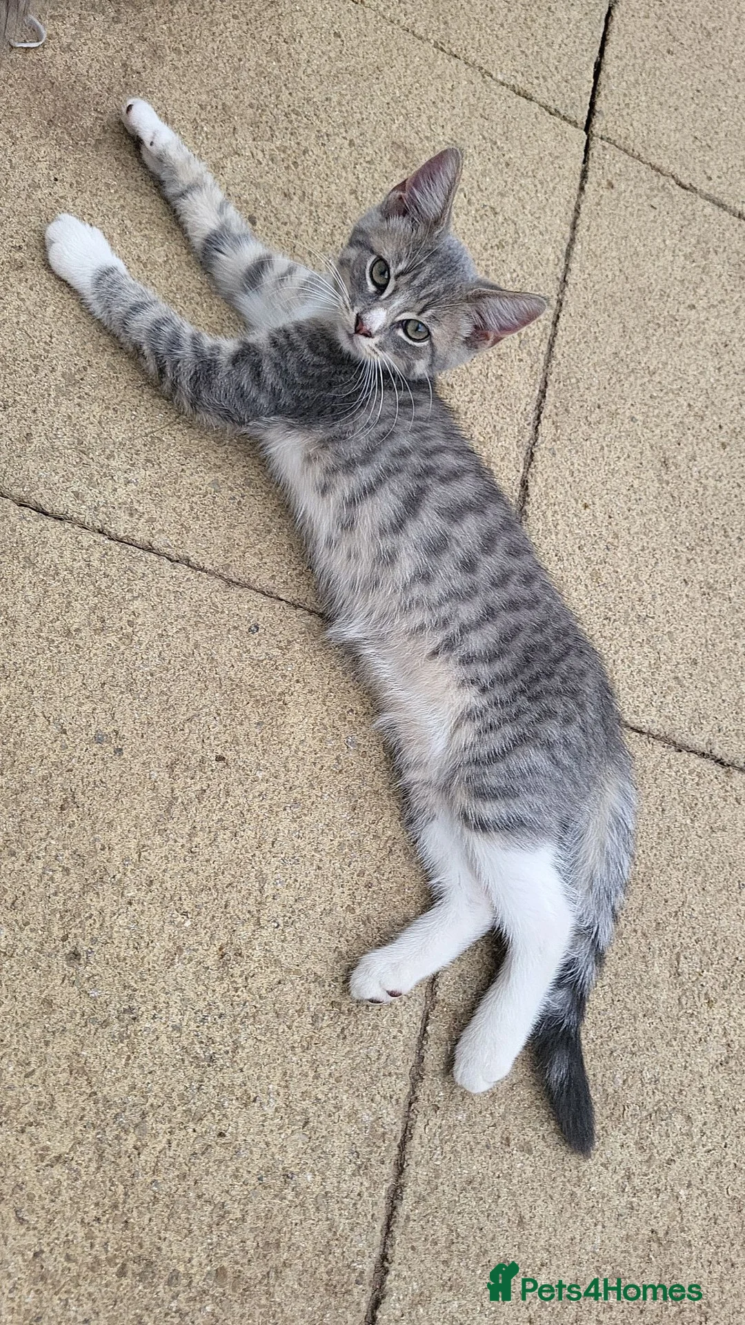 Mixed Breed cats for sale: Beautiful little female kitten - Advert 2