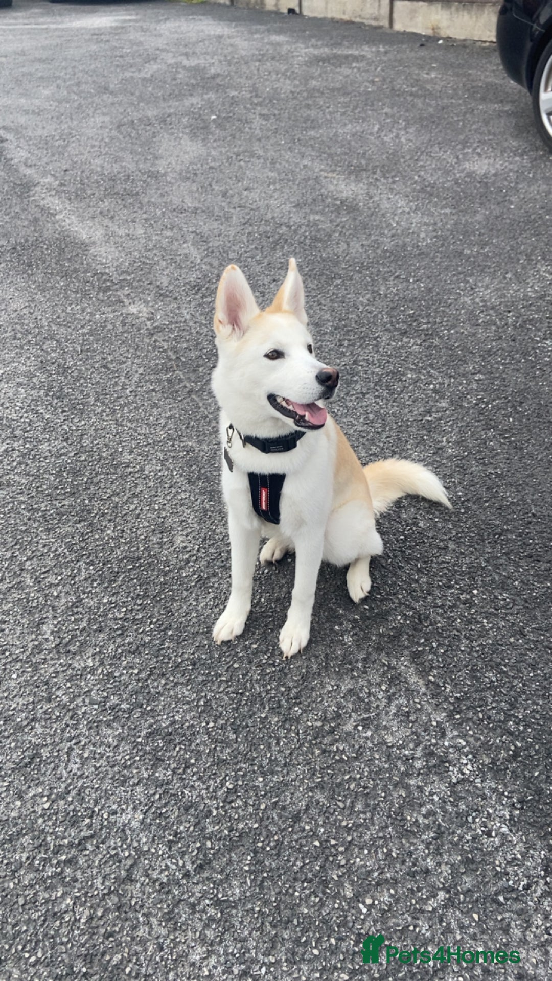 Huskita dogs for sale: Huskita dog - Advert 5