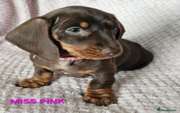 Dachshund dogs for sale: LAST 2!! Chocolate Dachsunds. Champion Lineage! in Worksop - Image 9