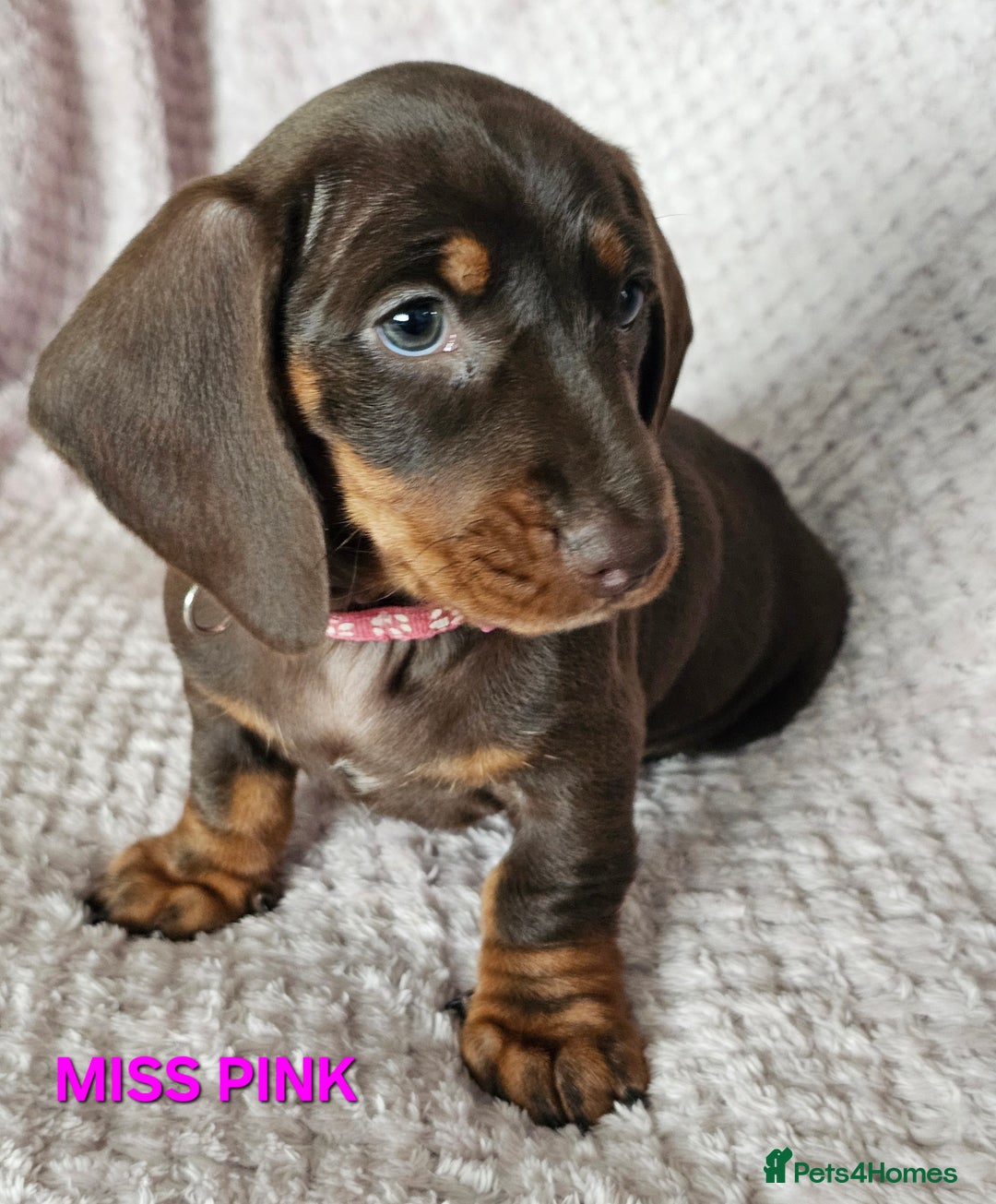 Dachshund dogs for sale: LAST 2!! Chocolate Dachsunds. Champion Lineage! in Worksop - Image 9