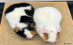 Guinea Pig rodents for sale: Teddy Guinea Pig Boars - Image 4