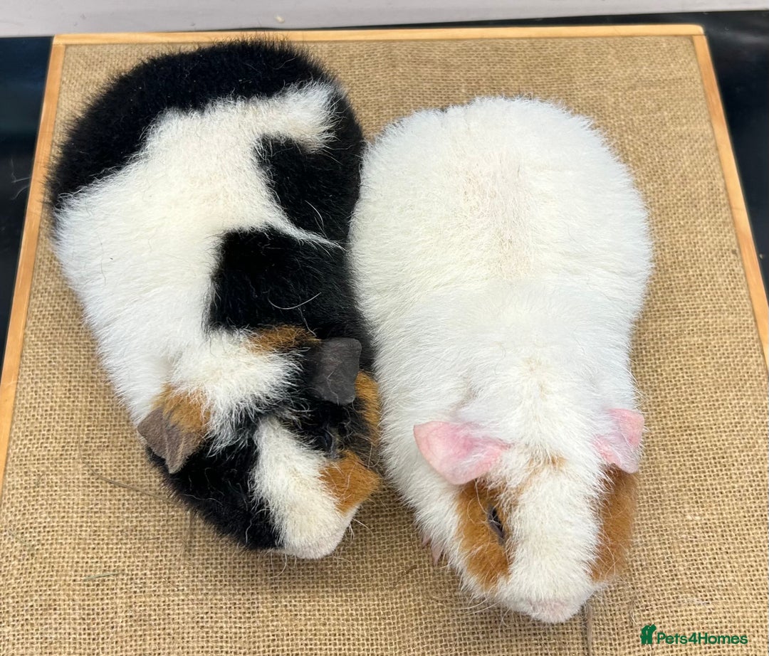 Guinea Pig rodents for sale: Teddy Guinea Pig Boars - Image 4
