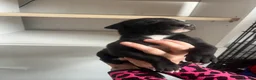 Greyhound dogs for sale: Grayhound x bullmastiff  - Advert 13