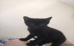 Bombay cats for sale: 10 week old, female kitten  - Image 4