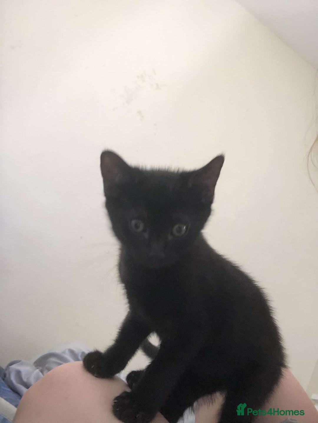 Bombay cats for sale: 10 week old, female kitten  - Image 4