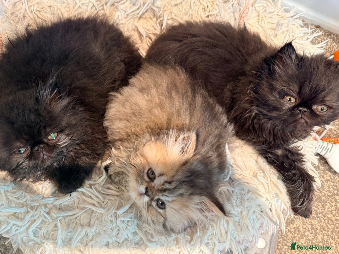 Persian cats for sale: Stunning GCCF reg Persians – Born Halloween 2025  - Advert 12